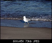 Click image for larger version. 

Name:	gull.jpg 
Views:	274 
Size:	73.3 KB 
ID:	24160