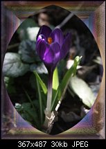 Click image for larger version. 

Name:	Crocus3a.jpg 
Views:	138 
Size:	30.5 KB 
ID:	24614