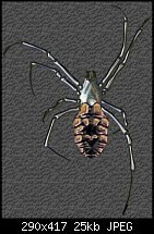 Click image for larger version. 

Name:	Spider.jpg 
Views:	156 
Size:	25.5 KB 
ID:	25819