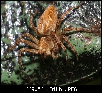 Click image for larger version. 

Name:	Spider002.jpg 
Views:	191 
Size:	80.6 KB 
ID:	26252
