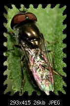 Click image for larger version. 

Name:	Bug.jpg 
Views:	343 
Size:	26.0 KB 
ID:	26984