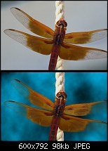 Click image for larger version. 

Name:	dragonfly-copy.jpg 
Views:	190 
Size:	98.0 KB 
ID:	27839