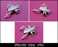 Click image for larger version. 

Name:	bug1.jpg 
Views:	1278 
Size:	62.5 KB 
ID:	29107