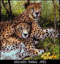 Click image for larger version. 

Name:	Leopard colorized.jpg 
Views:	265 
Size:	547.7 KB 
ID:	29578