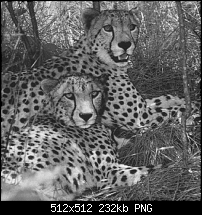 Click image for larger version. 

Name:	leopards.png 
Views:	225 
Size:	232.4 KB 
ID:	29585