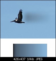 Click image for larger version. 

Name:	PelicanBlur-2.jpg 
Views:	236 
Size:	9.8 KB 
ID:	30452