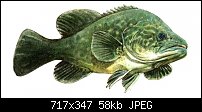 Click image for larger version. 

Name:	murray_cod2.jpg 
Views:	940 
Size:	58.1 KB 
ID:	33050