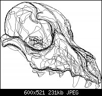 Click image for larger version. 

Name:	skull sketch.jpg 
Views:	307 
Size:	231.2 KB 
ID:	34643
