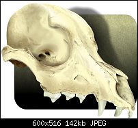 Click image for larger version. 

Name:	skull.jpg 
Views:	280 
Size:	142.5 KB 
ID:	34651