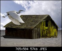 Click image for larger version. 

Name:	Barn Bird.jpg 
Views:	212 
Size:	56.9 KB 
ID:	34833