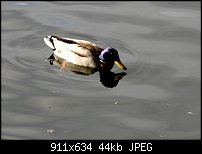 Click image for larger version. 

Name:	Duck14.jpg 
Views:	418 
Size:	44.3 KB 
ID:	35762