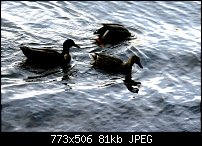 Click image for larger version. 

Name:	Ducks11.jpg 
Views:	415 
Size:	81.0 KB 
ID:	35763