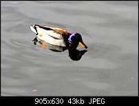 Click image for larger version. 

Name:	Aduck.jpg 
Views:	258 
Size:	43.5 KB 
ID:	35772