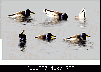 Click image for larger version. 

Name:	bobbing duck.gif 
Views:	367 
Size:	40.0 KB 
ID:	35781