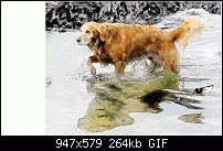 Click image for larger version. 

Name:	zooming duck.gif 
Views:	338 
Size:	264.0 KB 
ID:	35801