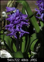 Click image for larger version. 

Name:	Hyacinth 2b.jpg 
Views:	337 
Size:	47.9 KB 
ID:	35805