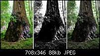 Click image for larger version. 

Name:	3tree.jpg 
Views:	307 
Size:	87.8 KB 
ID:	35912