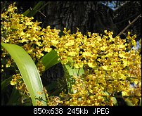 Click image for larger version. 

Name:	orchids.jpg 
Views:	216 
Size:	244.8 KB 
ID:	38267