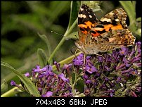 Click image for larger version. 

Name:	Butterfly1.jpg 
Views:	179 
Size:	68.4 KB 
ID:	38516