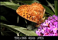 Click image for larger version. 

Name:	Butterfly2.jpg 
Views:	178 
Size:	41.0 KB 
ID:	38517