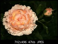 Click image for larger version. 

Name:	Rose Pink.jpg 
Views:	280 
Size:	47.2 KB 
ID:	38548