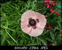 Click image for larger version. 

Name:	poppy.jpg 
Views:	230 
Size:	235.5 KB 
ID:	38861