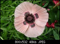 Click image for larger version. 

Name:	poppy1.jpg 
Views:	198 
Size:	48.3 KB 
ID:	38873