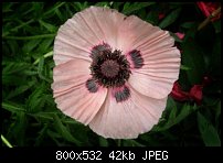 Click image for larger version. 

Name:	poppy2.jpg 
Views:	198 
Size:	42.0 KB 
ID:	38874