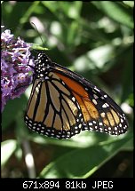 Click image for larger version. 

Name:	34 Monarch5.jpg 
Views:	193 
Size:	81.1 KB 
ID:	38892