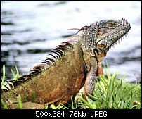 Click image for larger version. 

Name:	Fairchild-Iguana.JPG 
Views:	183 
Size:	75.9 KB 
ID:	38968