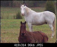 Click image for larger version. 

Name:	Horses2.jpg 
Views:	171 
Size:	95.6 KB 
ID:	39025
