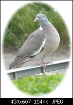 Click image for larger version. 

Name:	Wood Pidgeon.jpg 
Views:	230 
Size:	154.3 KB 
ID:	39032