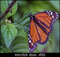 Click image for larger version. 

Name:	ButterFly1.jpg 
Views:	227 
Size:	81.2 KB 
ID:	39058