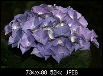Click image for larger version. 

Name:	Purple001.jpg 
Views:	180 
Size:	51.6 KB 
ID:	39147