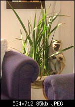 Click image for larger version. 

Name:	Monkey In My Room.jpg 
Views:	183 
Size:	85.0 KB 
ID:	39178