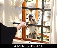 Click image for larger version. 

Name:	Monkey 1.jpg 
Views:	184 
Size:	70.4 KB 
ID:	39179
