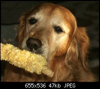 Click image for larger version. 

Name:	Corn Dog.jpg 
Views:	187 
Size:	46.7 KB 
ID:	39593