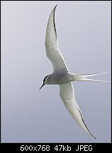 Click image for larger version. 

Name:	Artic Tern resized for webJPG.jpg 
Views:	364 
Size:	47.5 KB 
ID:	39996