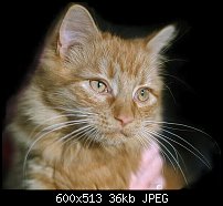 Click image for larger version. 

Name:	cat.jpg 
Views:	419 
Size:	35.8 KB 
ID:	41013