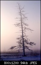 Click image for larger version. 

Name:	mermaid-dead-tree.jpg 
Views:	283 
Size:	94.3 KB 
ID:	41206