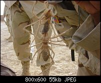 Click image for larger version. 

Name:	camel-spiders.jpg 
Views:	200 
Size:	54.7 KB 
ID:	41240