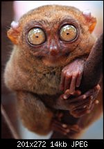 Click image for larger version. 

Name:	Tarsier.jpg 
Views:	289 
Size:	13.8 KB 
ID:	42465