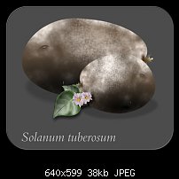 Click image for larger version. 

Name:	Solanum tuberosum.jpg 
Views:	291 
Size:	37.9 KB 
ID:	43873