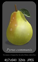 Click image for larger version. 

Name:	Pyrus communis.jpg 
Views:	291 
Size:	32.0 KB 
ID:	43875