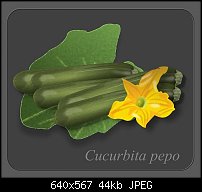 Click image for larger version. 

Name:	Cucurbita pepo.jpg 
Views:	272 
Size:	44.2 KB 
ID:	43892