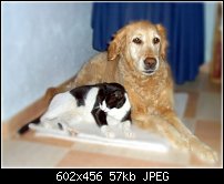 Click image for larger version. 

Name:	holly and dos.jpg 
Views:	110 
Size:	57.2 KB 
ID:	44194