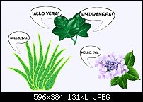 Click image for larger version. 

Name:	aloe vera.jpg 
Views:	169 
Size:	130.9 KB 
ID:	45333
