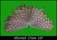 Click image for larger version. 

Name:	peacock_ani.gif 
Views:	189 
Size:	271.2 KB 
ID:	45858