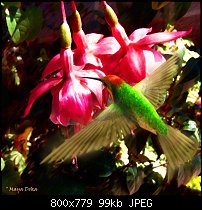 Click image for larger version. 

Name:	hummingbird_blooms_.jpg 
Views:	269 
Size:	98.8 KB 
ID:	46120