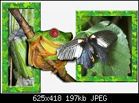 Click image for larger version. 

Name:	frog and butterfly.jpg 
Views:	248 
Size:	196.9 KB 
ID:	46333